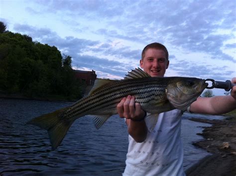 stripers online|Main Fishing Forum .